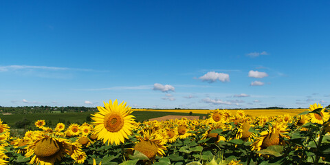 Panorama of a field of flowering sunflowers. - 556393016
