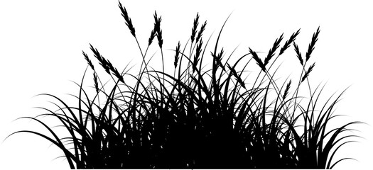 reeds grass silhouette - obrazy, fototapety, plakaty