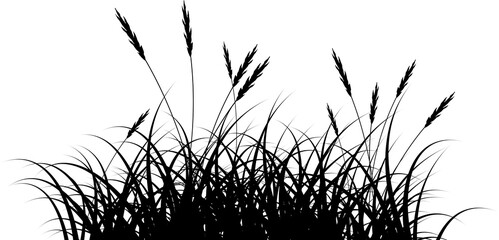 reeds grass silhouette - obrazy, fototapety, plakaty