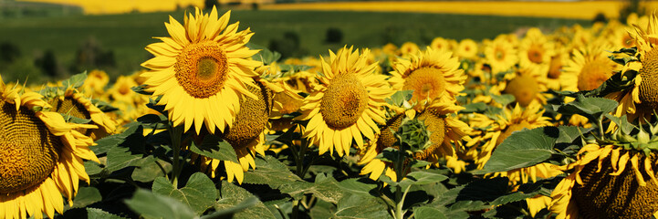 Panorama of a field of flowering sunflowers. - 556393491