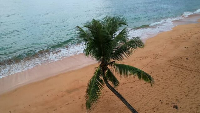 From above a palm tree at a beach jale at Sao Tome,Africa