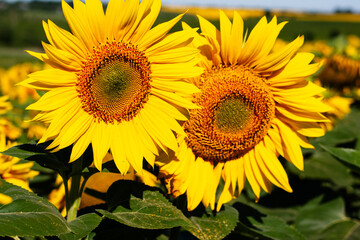 Two large sunflowers in a field close-up on a sunny summer day. - 556394099