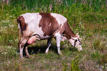 A dairy cow grazes on a field with flowers. - 556394871