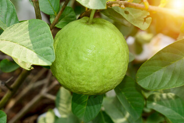 Fresh guava fruit with green leaf on the tree