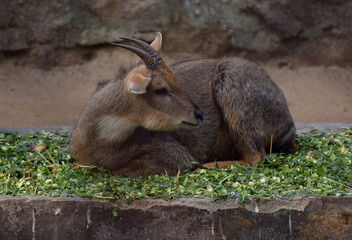 Relaxed Goral sitting in a zoo. Goral are small ungulates with a goat-like or antelope-like appearance.