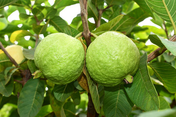 Fresh guava fruit with green leaf on the tree
