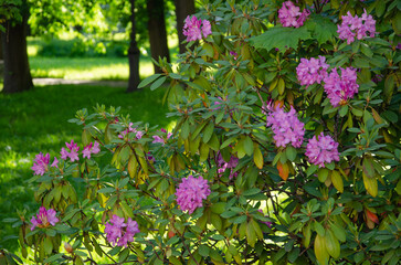 Flowering rhododendron bush with pink flowers