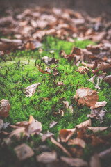 Close up moss growing in autumn wood concept photo. Fall season. Front view photography with tranquil park on background. High quality picture for wallpaper, travel blog, magazine, article
