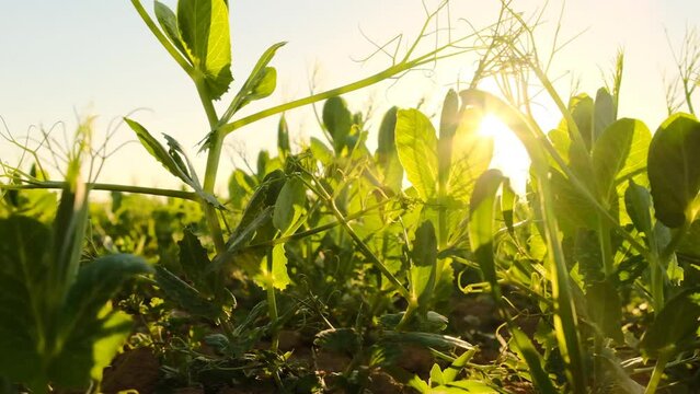 Pea fields.Green pea plant in the sun. Ecological pure bio vegetable protein.Growing peas.Pea harvest. Plant growing and farming concept. 4k footage