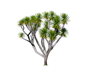 Beautiful Spineless yucca (Yucca elephantipes) tree on transparent background, png file