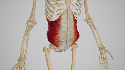 Transversus Abdominis Muscle of Abdomen.3d rendering