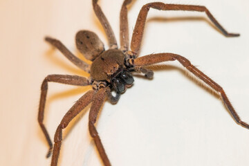 Single huntsman spider on a wall
