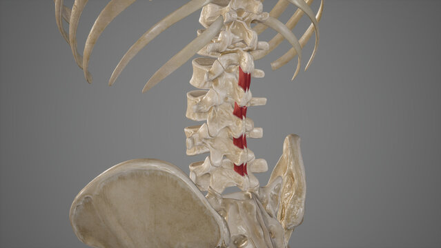 Anatomical Illustration of Lumbar Interspinales.3d rendering