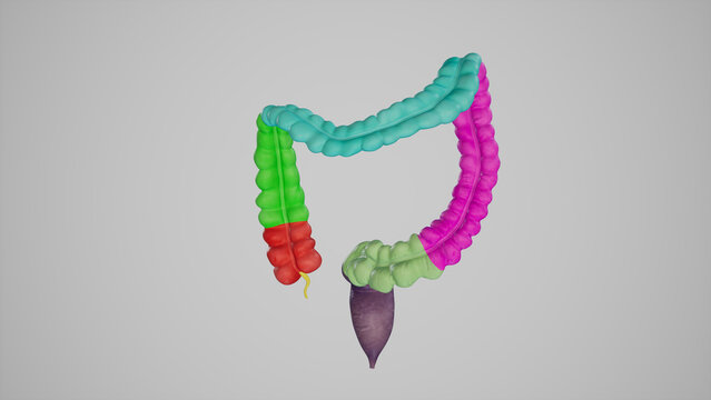 Parts of Large Intestine.3d rendering