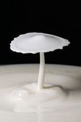 Milk drop collisions causing an umbrella shaped splash