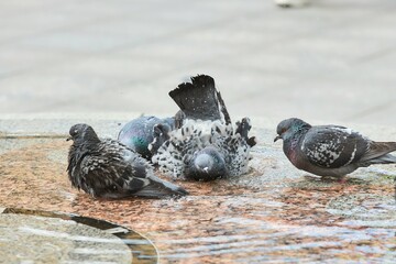 Pigeon birds bathe in the fountain. Urban animals.