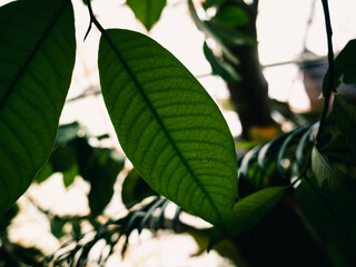 Green leaf