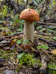 Orange Birch Boletes in the Forest .