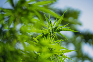 Marijuana leaf herbs in a hemp plant farm nature background