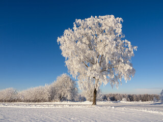 snow covered trees with blue sky - 556401295