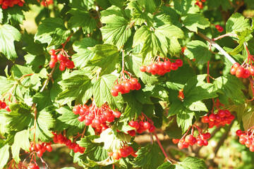 Red viburnum berries and leaves on a sunny day. Dremak. Kalenina. Viburnum opulus