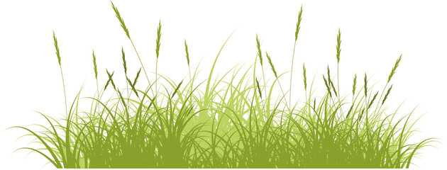 reeds grass isolated