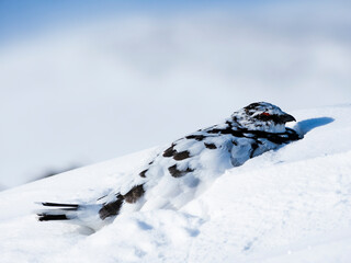 雪の中にうずくまるライチョウ雄 (rock ptarmigan)