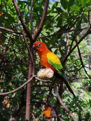 The sun parakeet (Aratinga solstitialis), also known in aviculture as the sun conure, is a medium-sized, vibrantly colored parrot native to northeastern South America.