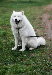 Obraz premium Samoyed dog