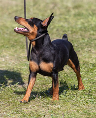 Dog outdoors on a leash on green grass.