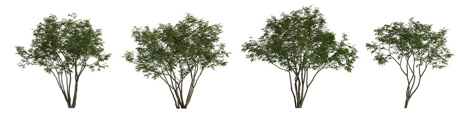 3d illustration of set amelanchier tree isolated on transparent background