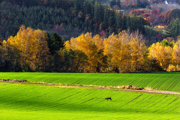 北海道美瑛、10月の黄葉・日本