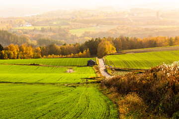 北海道美瑛、丘の黄葉・11月、日本