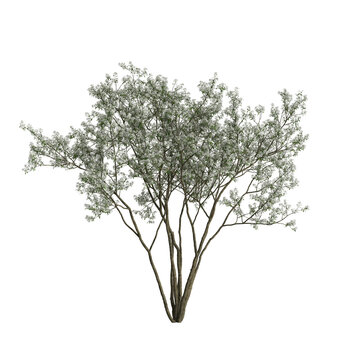 3d illustration of amelanchier flowering isolated on transparent background