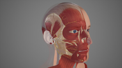 Muscles of Facial Expression.3d rendering