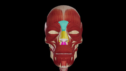 Nasal Group of Facial Muscles.3d rendering