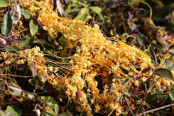 Field dodder on trees and bushes in the city park.