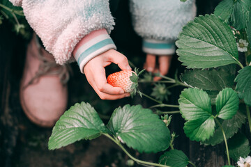 Hold strawberries in your hands