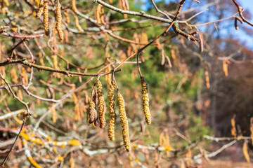 Hazel catkins on a tree a sunny spring day