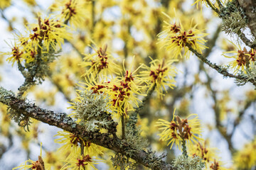 Beautiful Witch hazel at spring