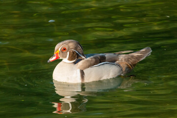Duck swimming in the water 