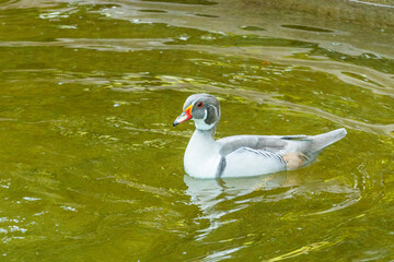 Duck swimming in the water 