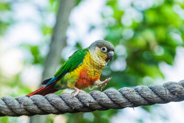 Maroon bellied parakeet sitting on a branch