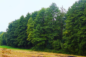 Agricultural field after the harvest. Empty land with no plants. Panoramic rural landscape view of typical Ukrainian village at autumn rainy day. Rural scene. Nature concept