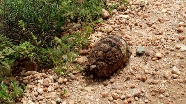 Leopard Tortoise with broken shell stayes still on gravel ground, close up