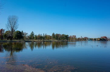 東京都最大級の都立公園「水元公園」メタセコイアの森