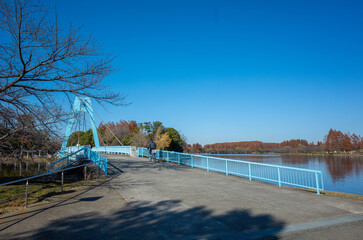 東京都最大級の都立公園「水元公園」メタセコイアの森