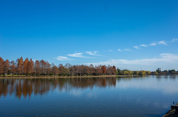 東京都最大級の都立公園「水元公園」メタセコイアの森