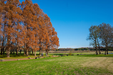 東京都最大級の都立公園「水元公園」メタセコイアの森