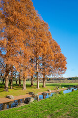 Naklejka premium 東京都最大級の都立公園「水元公園」メタセコイアの森